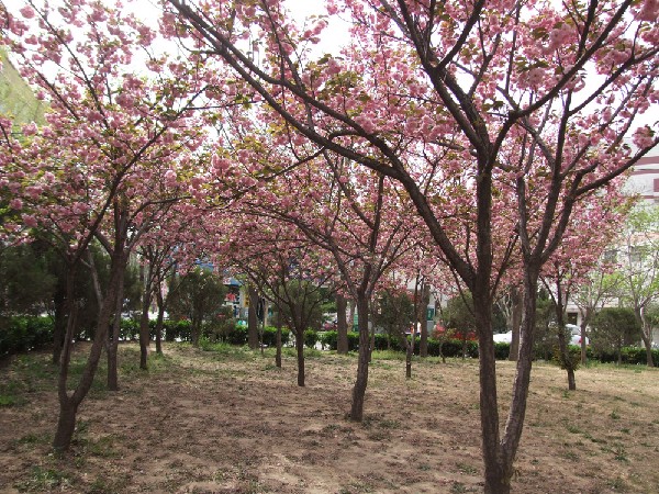 晉安路校區櫻花園
